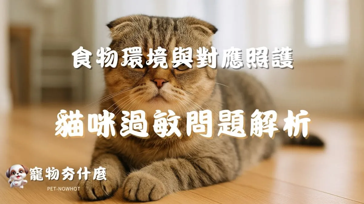 貓咪過敏問題解析