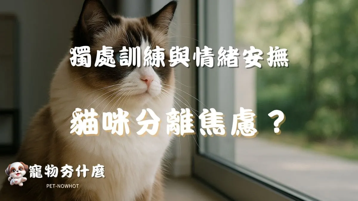貓咪分離焦慮怎麼處理？