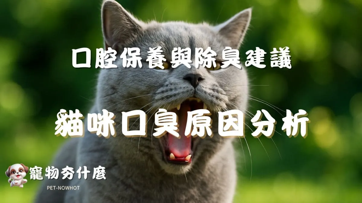 貓咪口臭原因分析