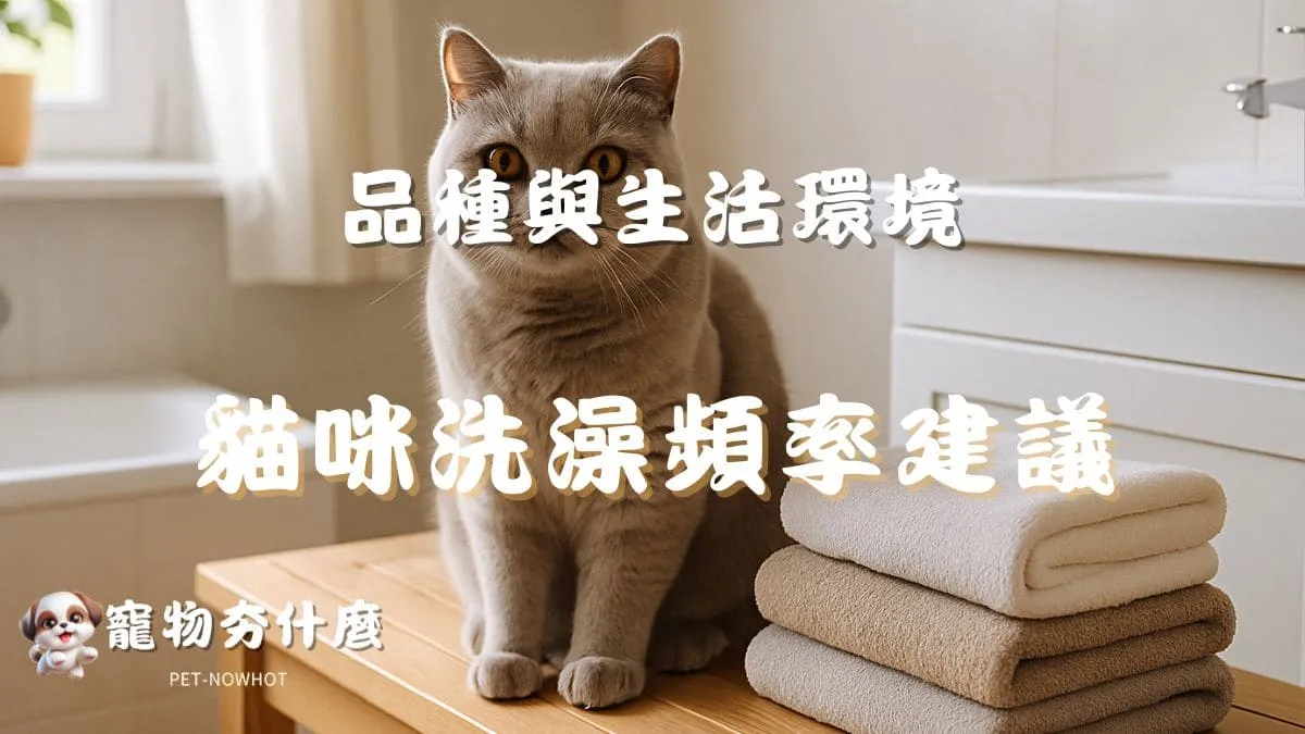 貓咪洗澡頻率建議