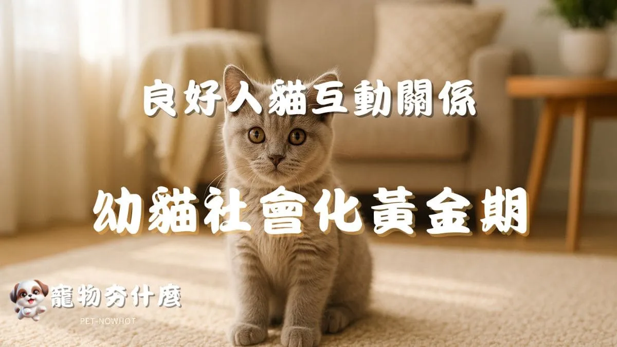 幼貓社會化黃金期