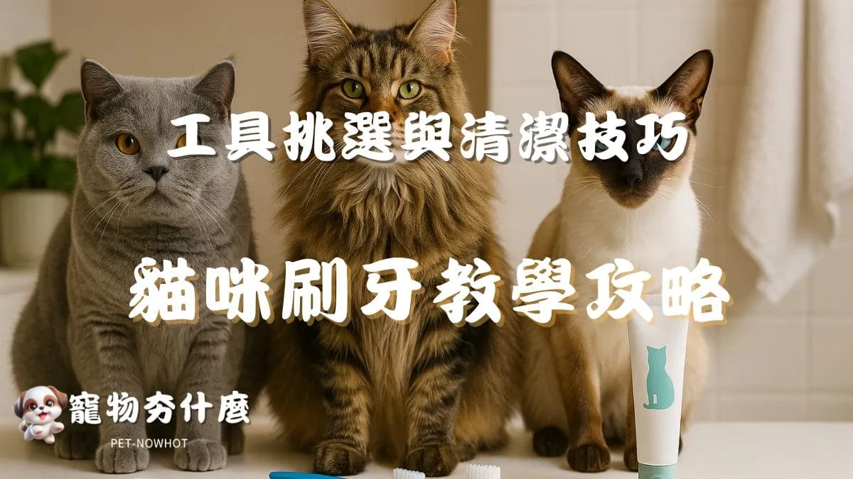 貓咪刷牙教學全攻略