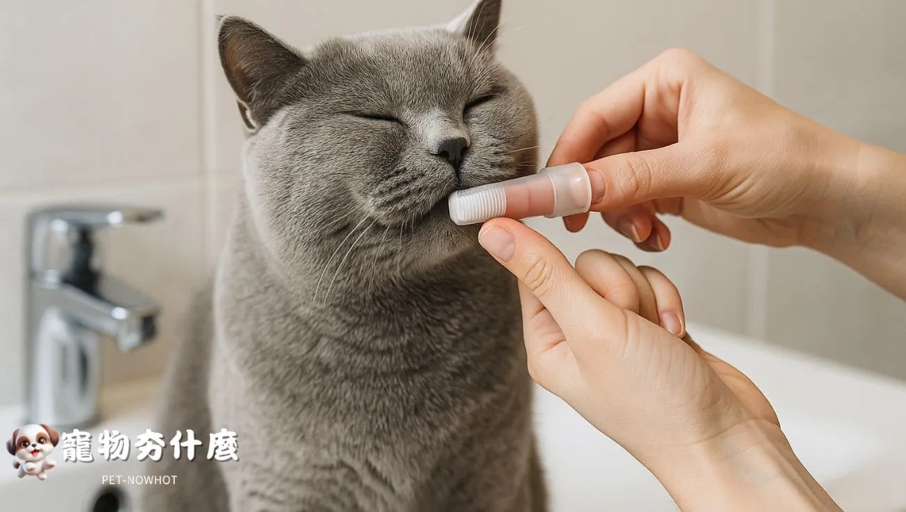 英短貓刷牙畫面