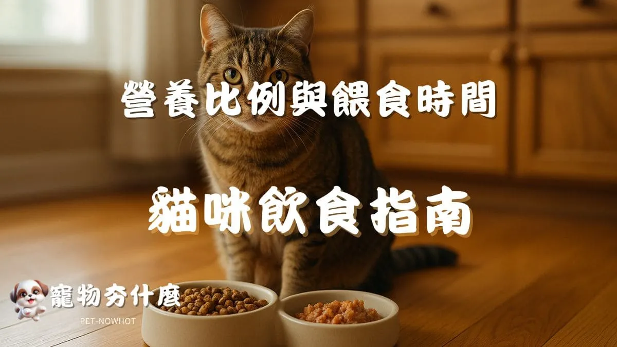 貓咪飲食指南
