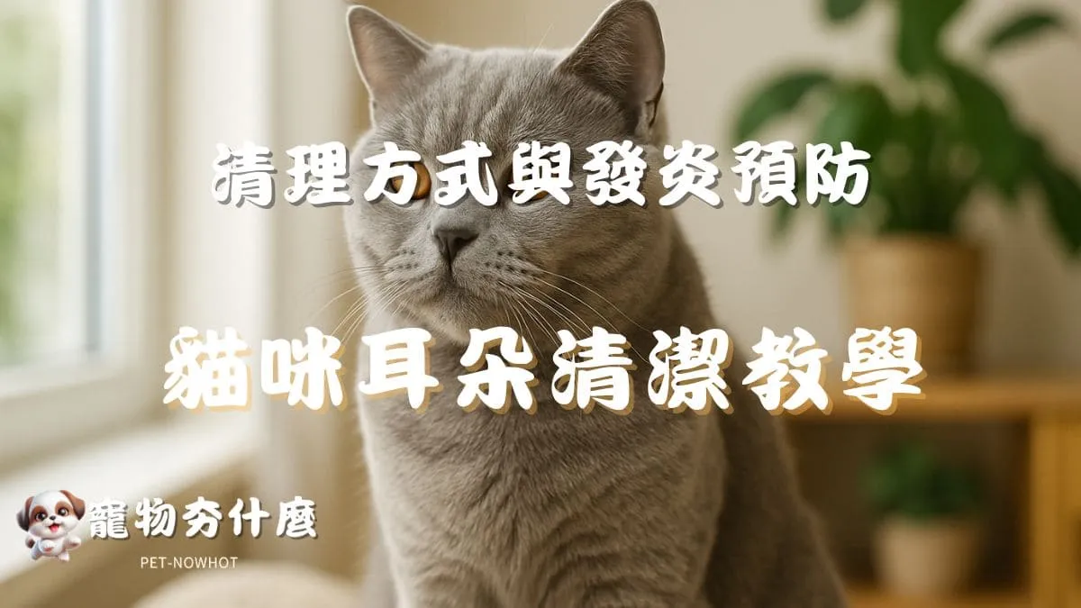 貓咪耳朵清潔教學