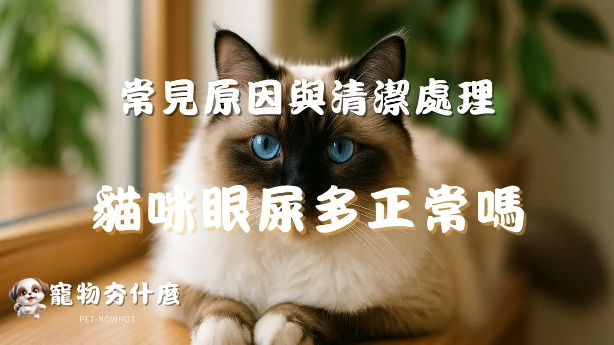 貓咪眼屎多正常嗎？