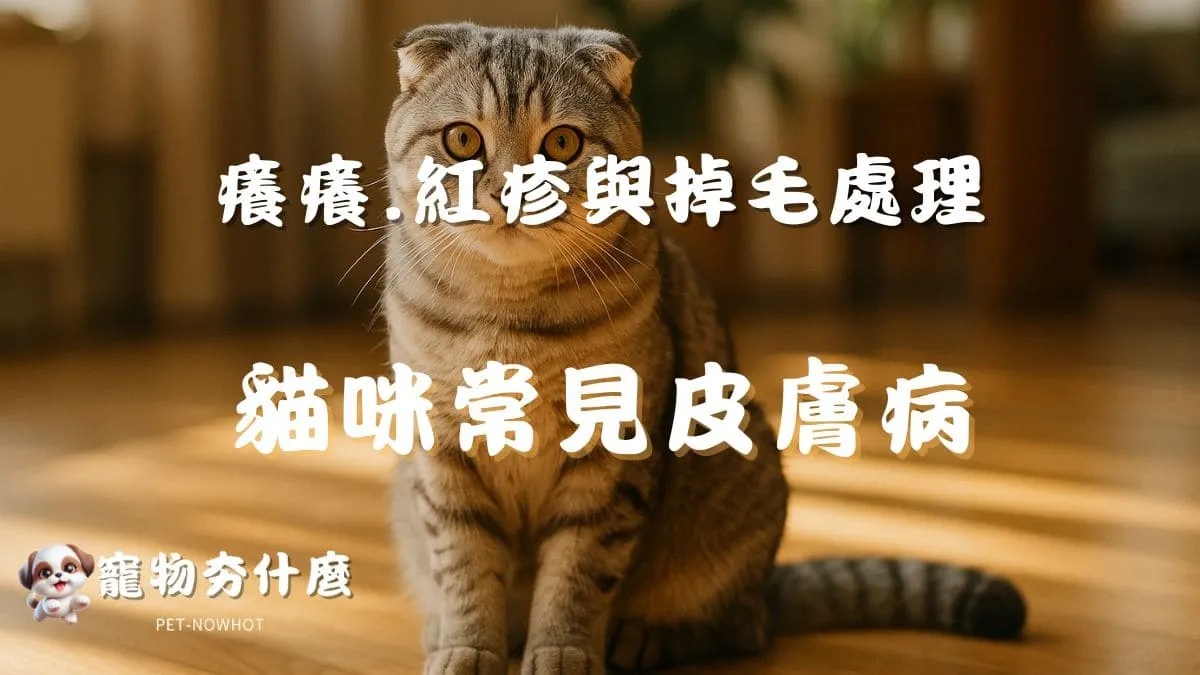 貓咪常見皮膚病問題解析