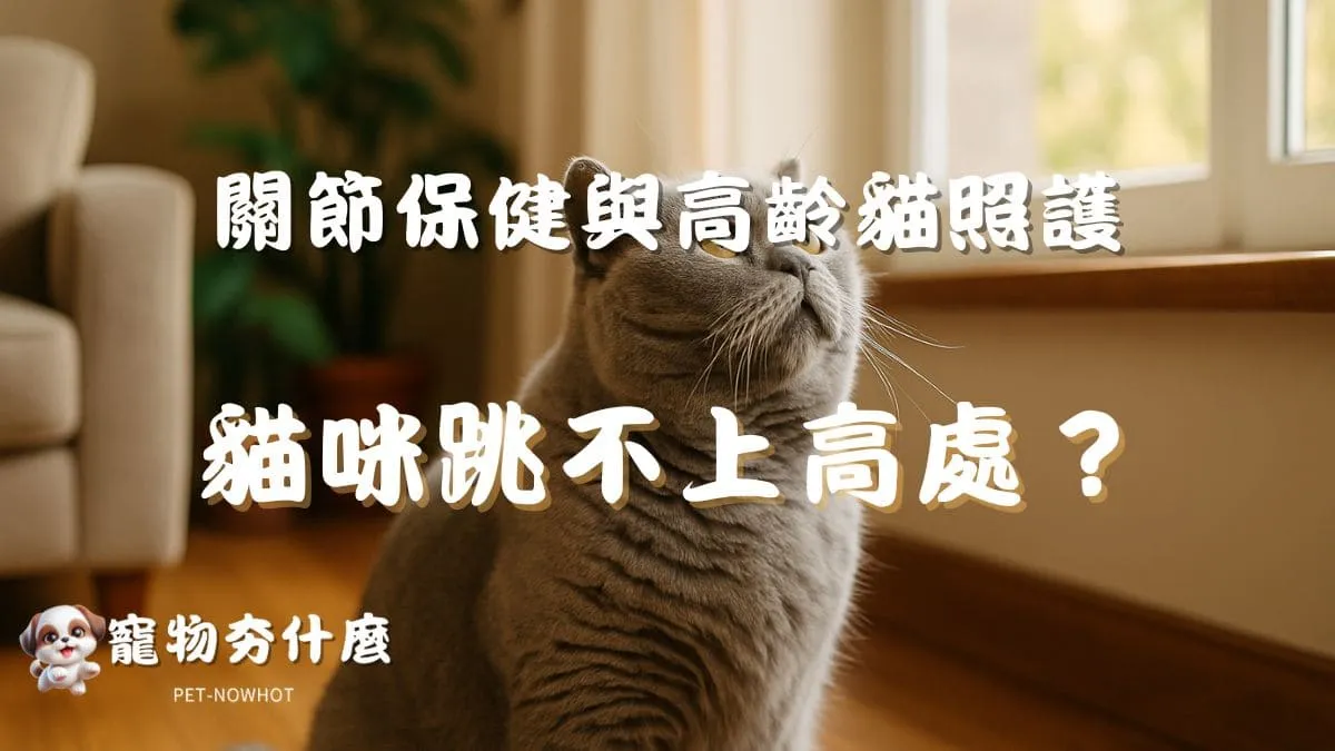 貓咪跳不上高處？