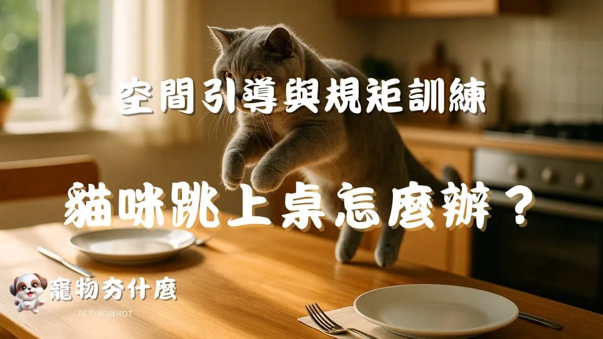 貓咪跳上桌怎麼辦？