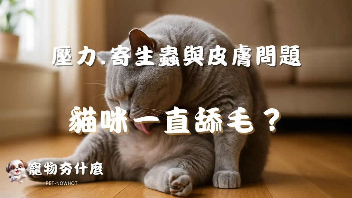 貓咪一直舔毛？