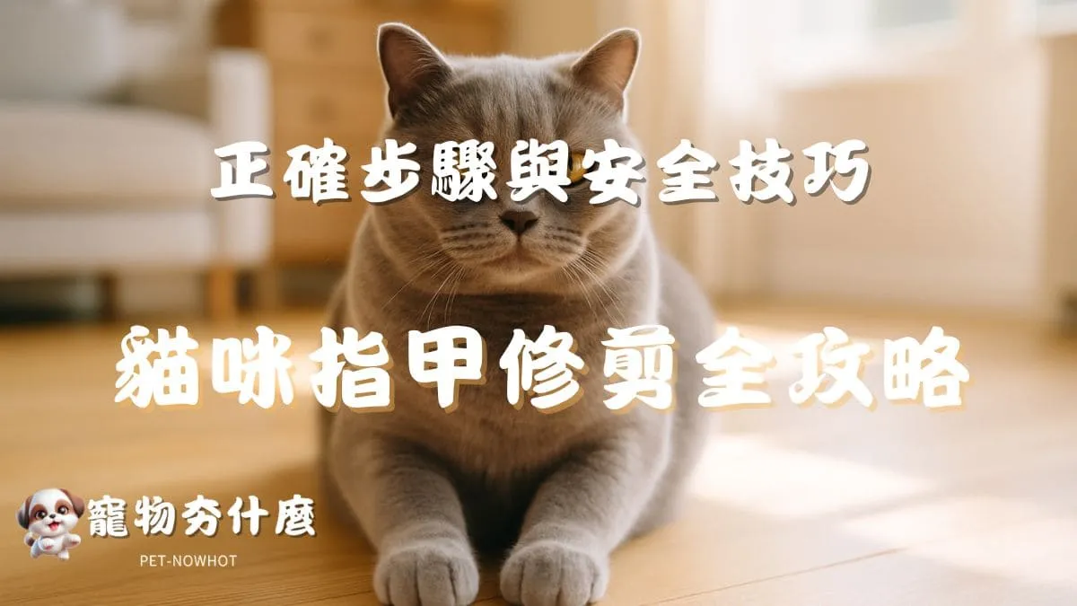 貓咪指甲修剪全攻略