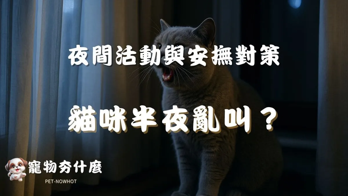 貓咪半夜亂叫怎麼辦？