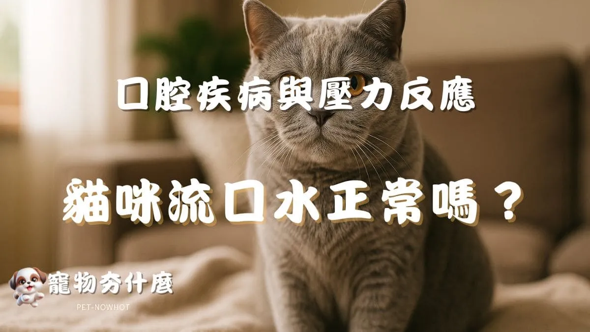貓咪流口水正常嗎？