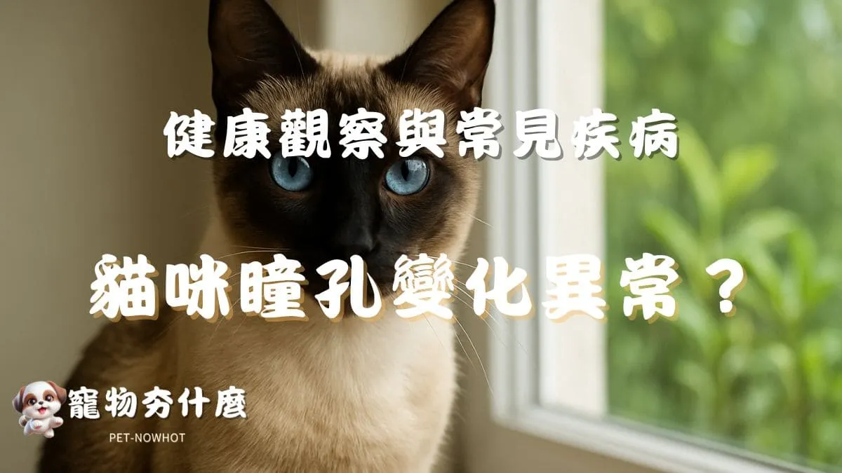 貓咪瞳孔變化異常？