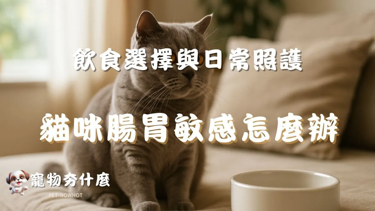 貓咪腸胃敏感怎麼辦？