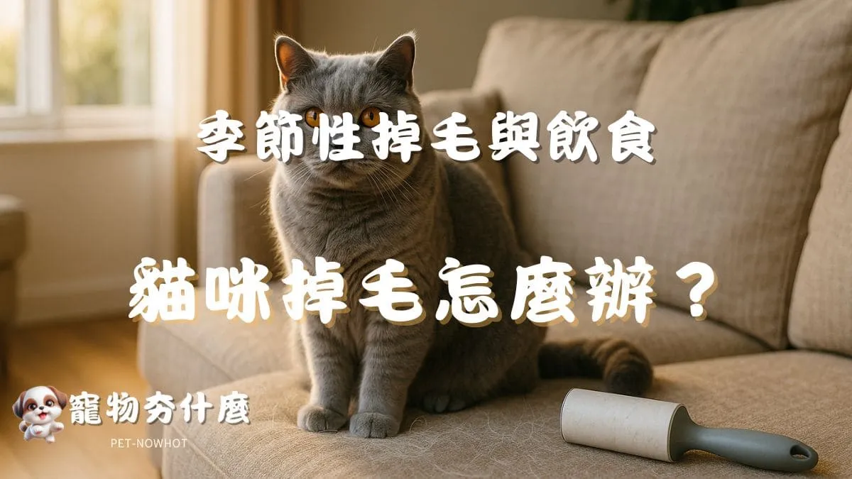 貓咪掉毛怎麼辦？