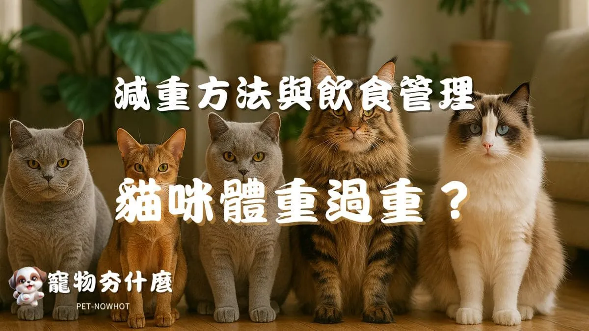 貓咪體重過重怎麼辦？