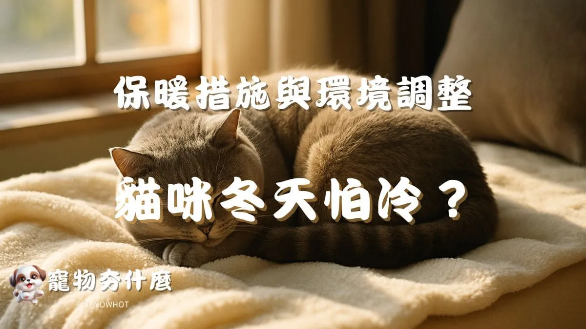 貓咪冬天怕冷？