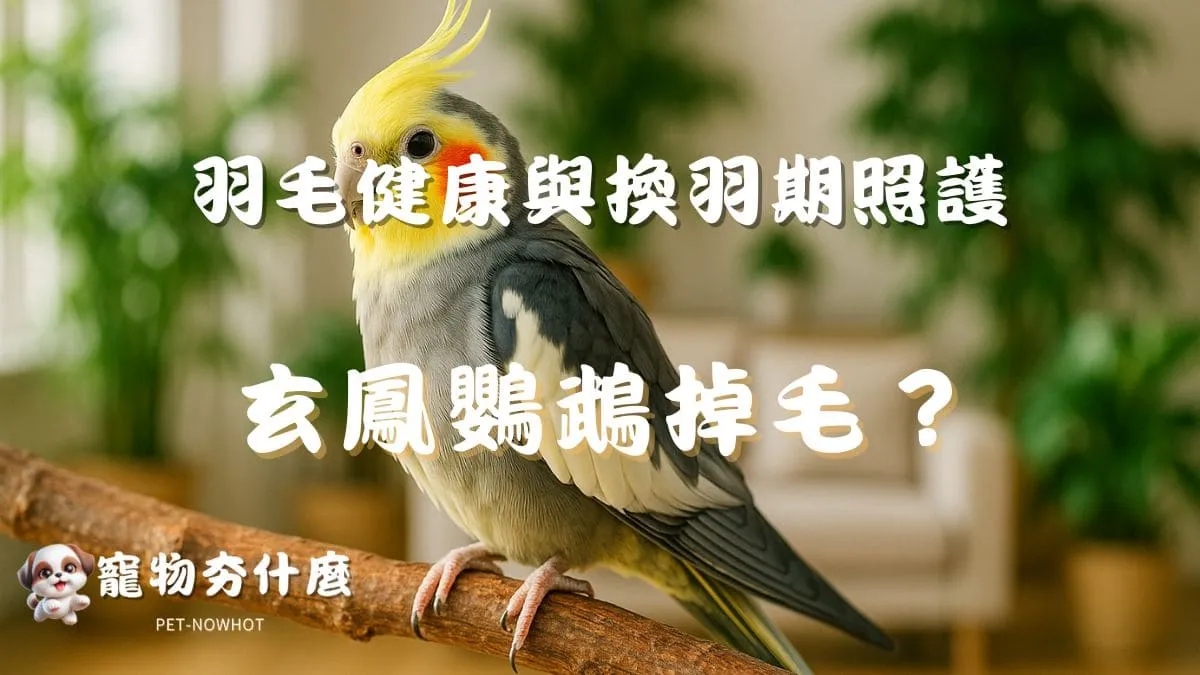玄鳳鸚鵡掉毛怎麼辦？