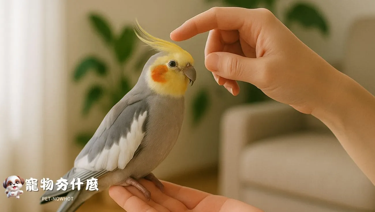 飼主與玄鳳鸚鵡親密互動照