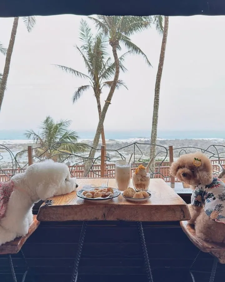 可可娜咖啡Coconut Cafe
