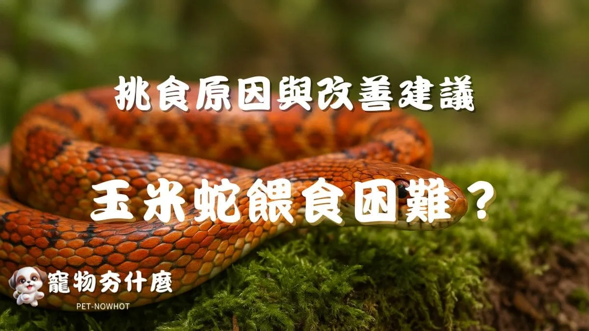 玉米蛇餵食困難？