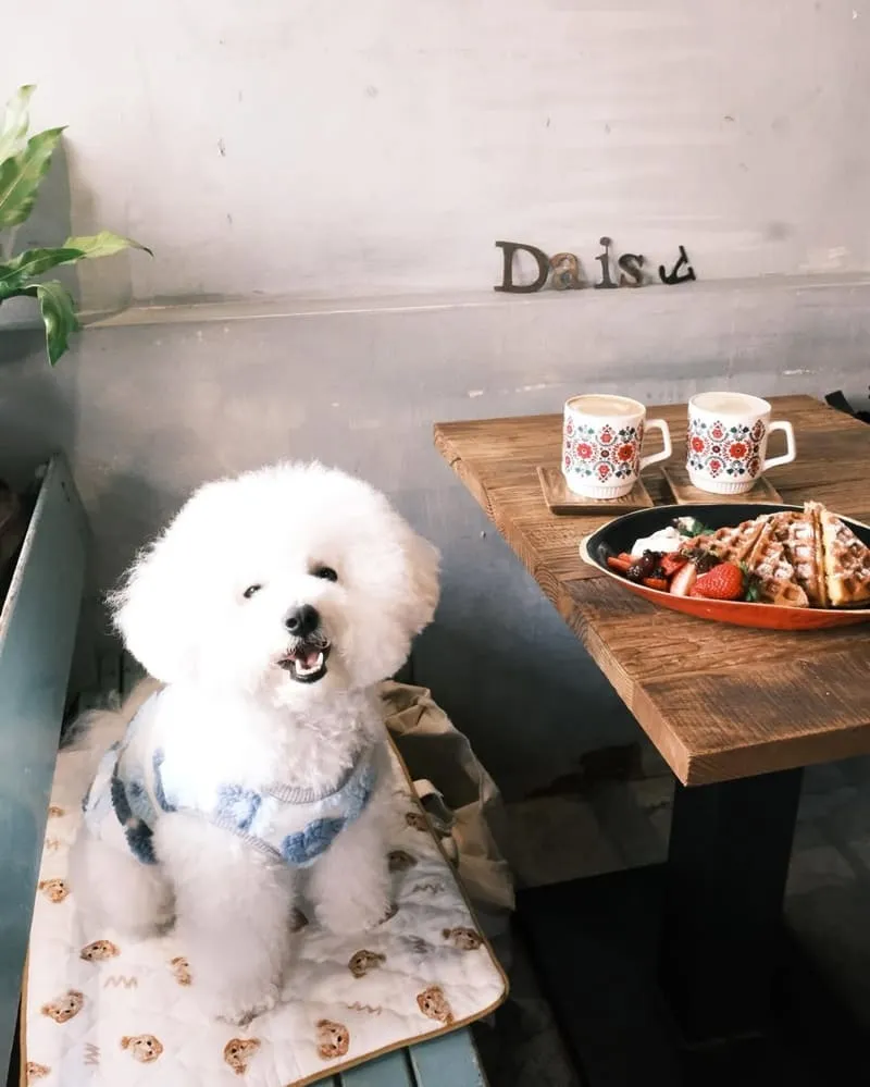 Daisy的雜貨店
