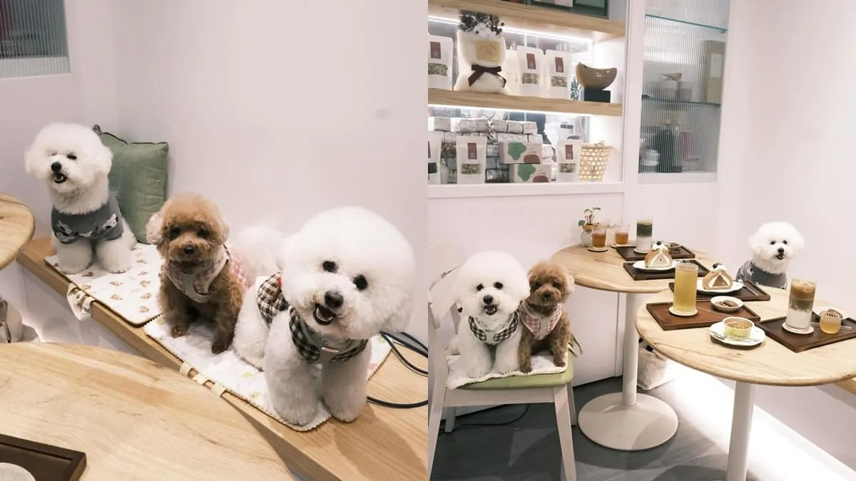 嘉義甜茶小姐