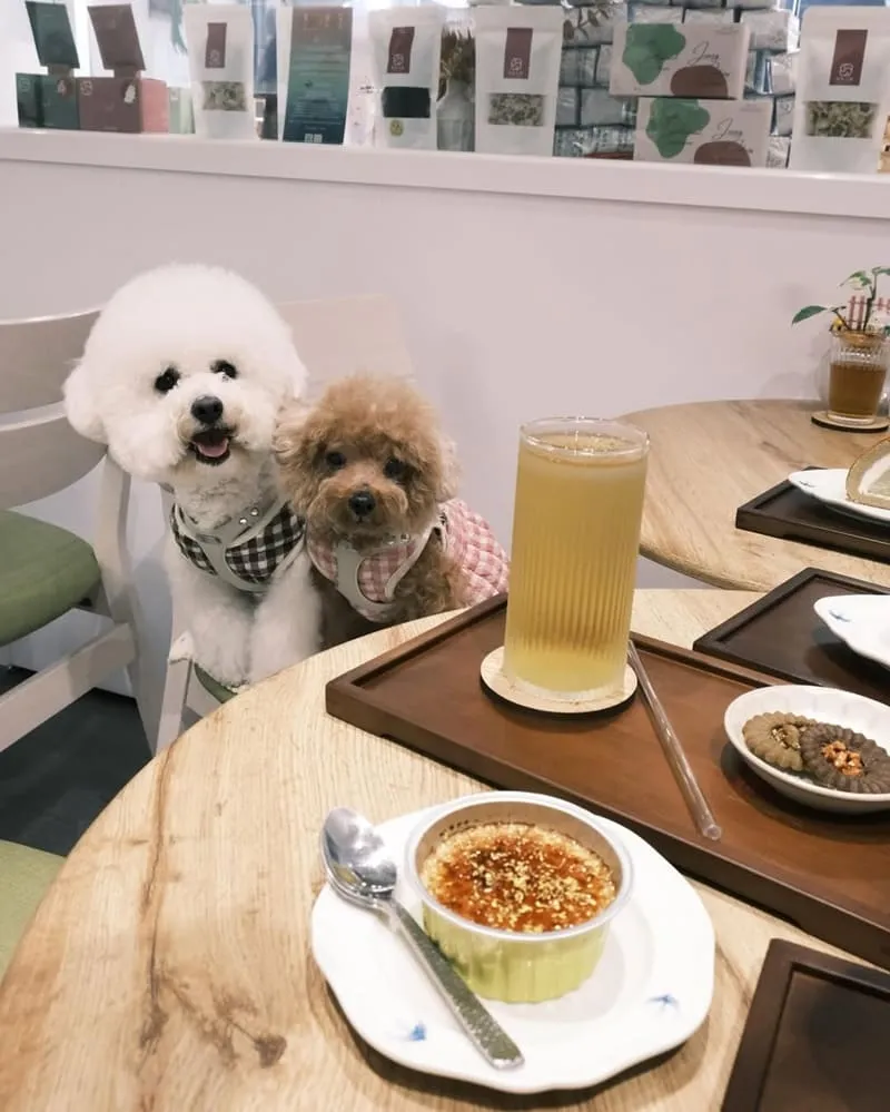嘉義甜茶小姐