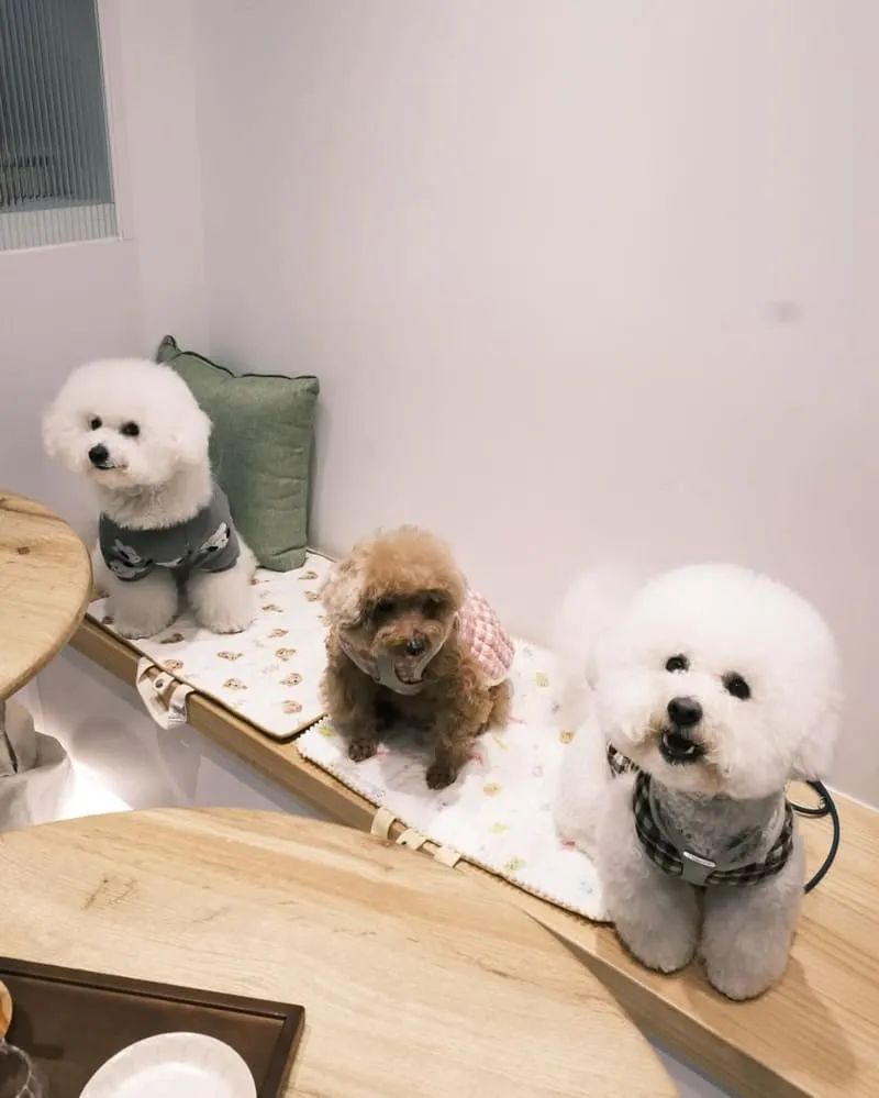 嘉義甜茶小姐