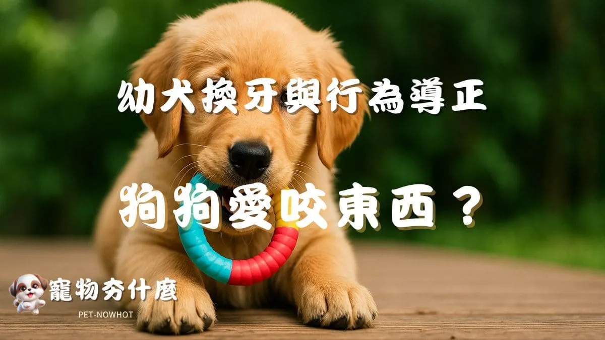 狗狗愛咬東西？