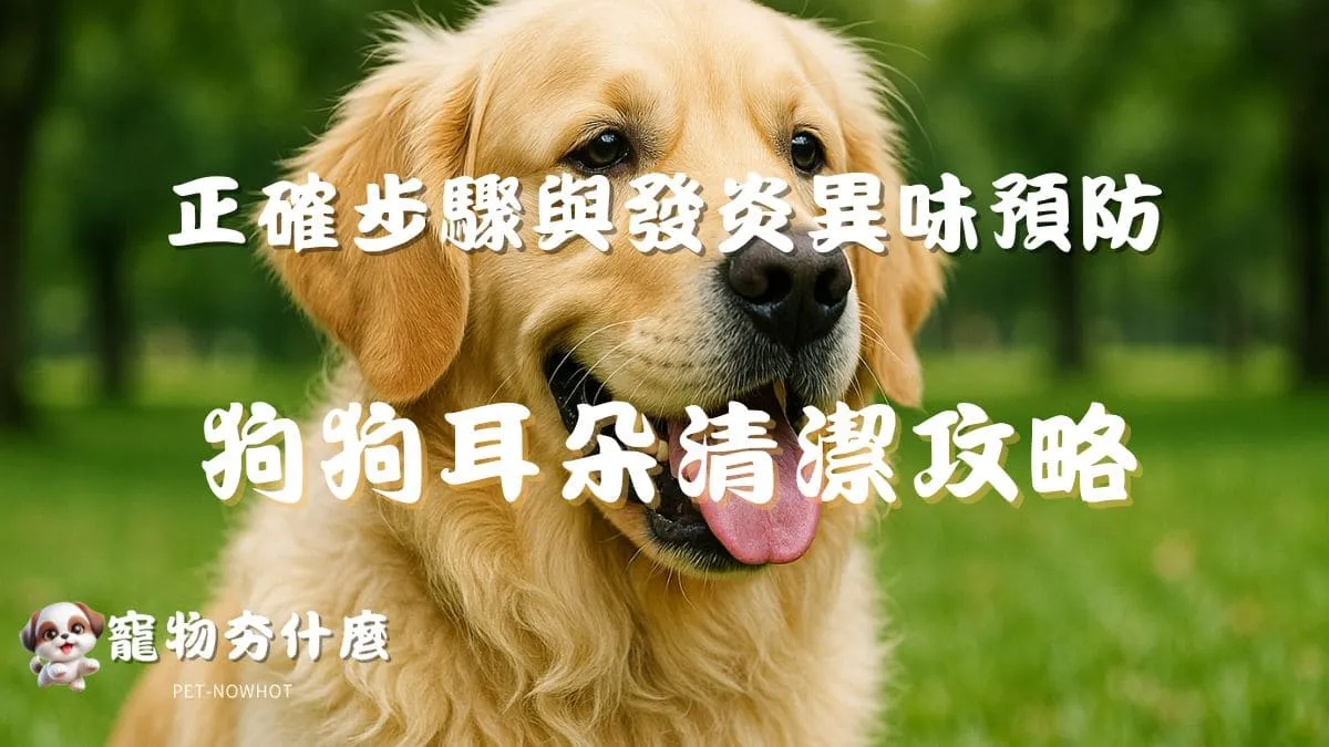 狗狗耳朵清潔全攻略