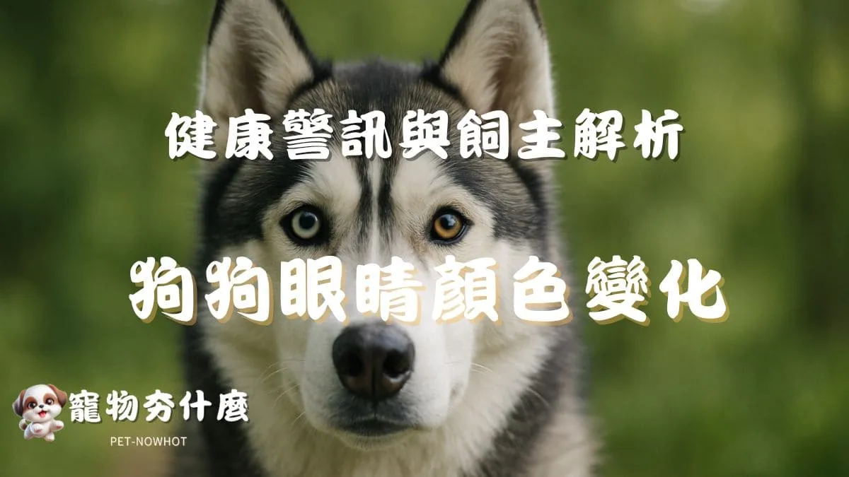 狗狗眼睛顏色變化原因？
