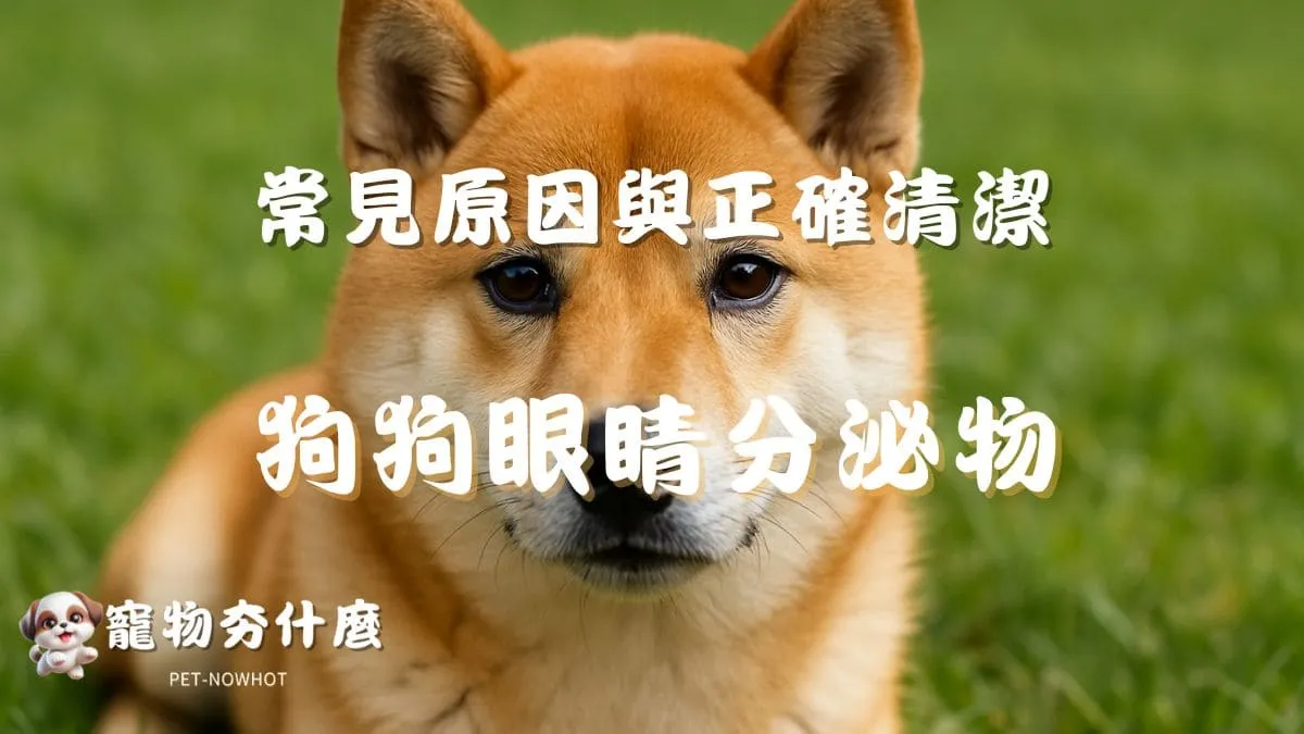狗狗眼睛分泌物增多？