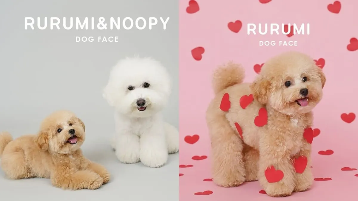DOG FACE寵物肖像工作室