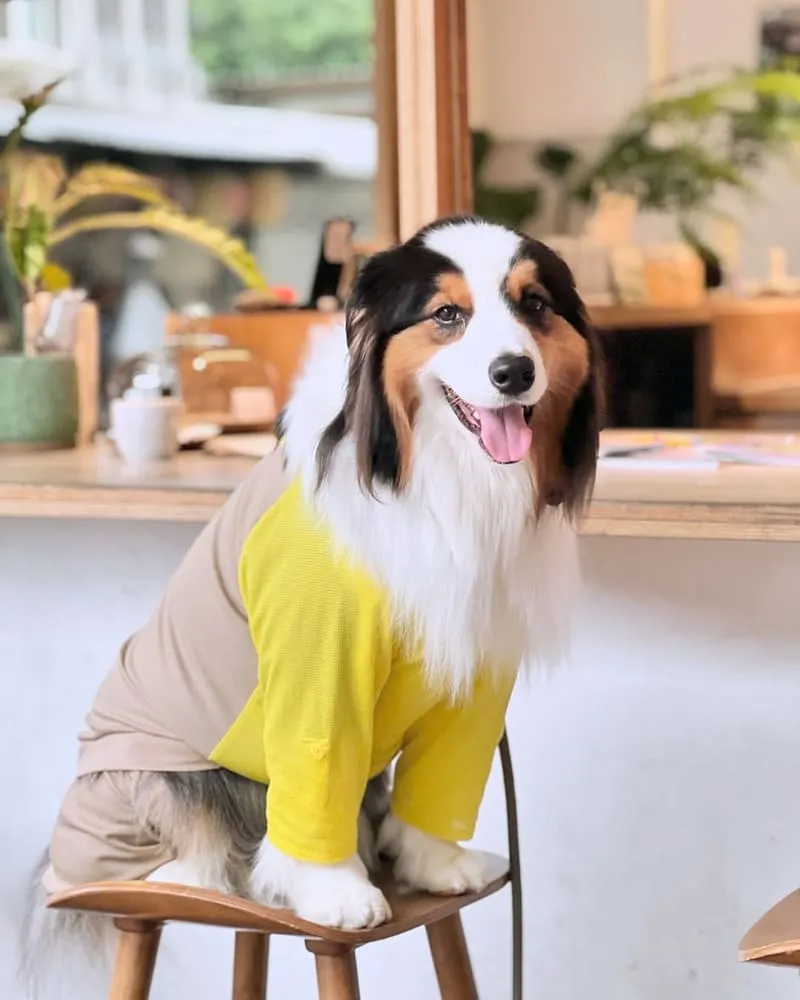 山小孩咖啡六張犁店