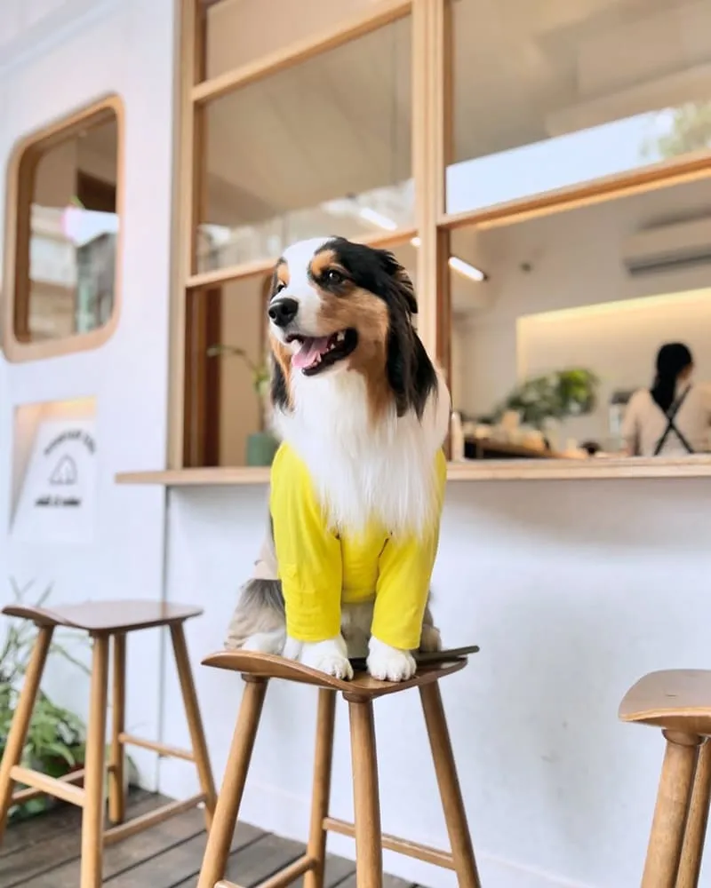 山小孩咖啡六張犁店