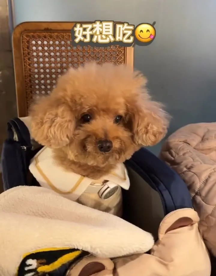 韓江烤肉市民總店