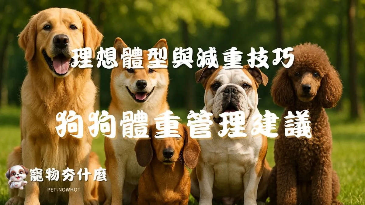 狗狗體重管理建議