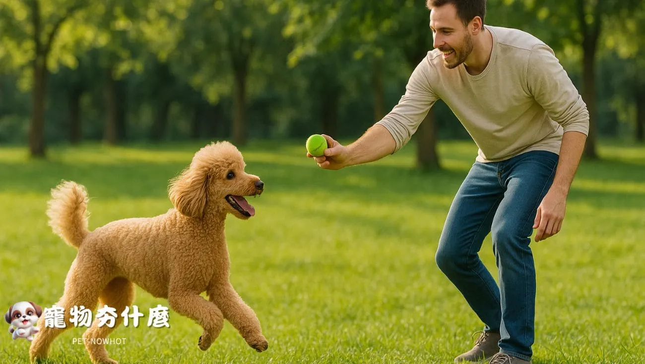 貴賓犬戶外互動遊戲