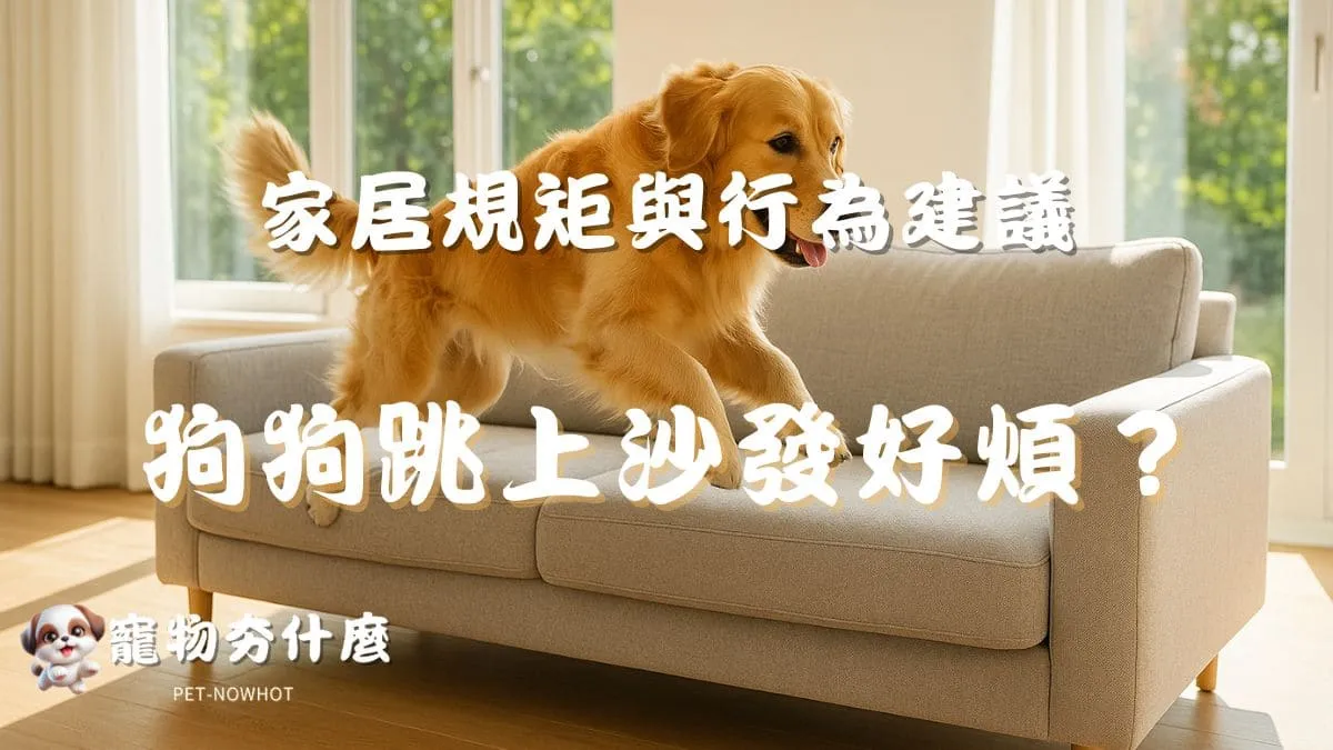 狗狗跳上沙發好煩？