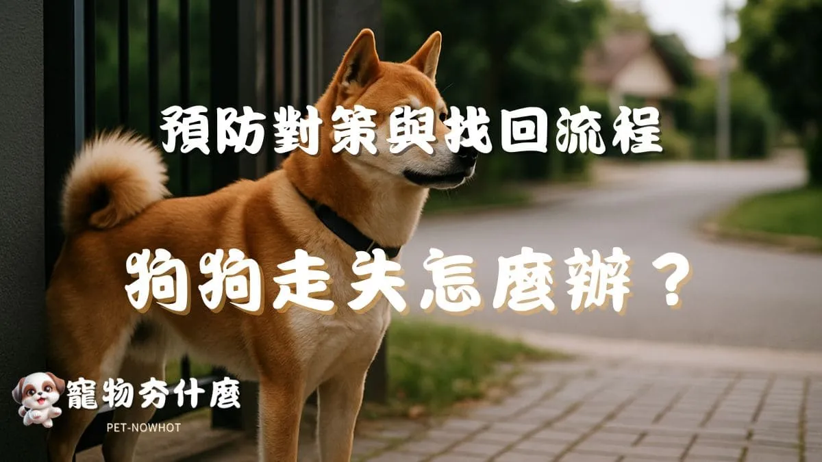 狗狗走失怎麼辦？