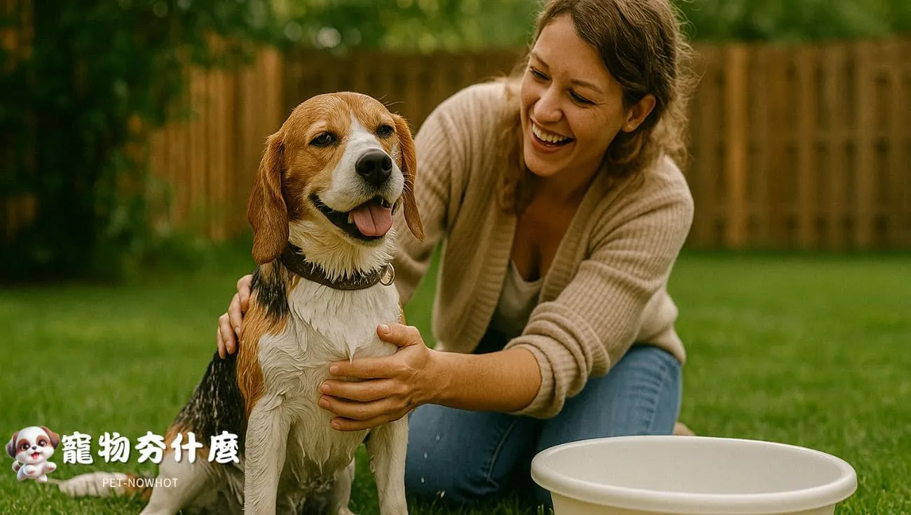 比格犬回家後洗澡清潔