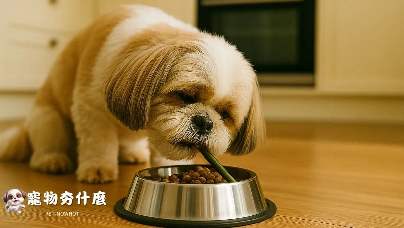 西施犬享用潔牙配方飼料