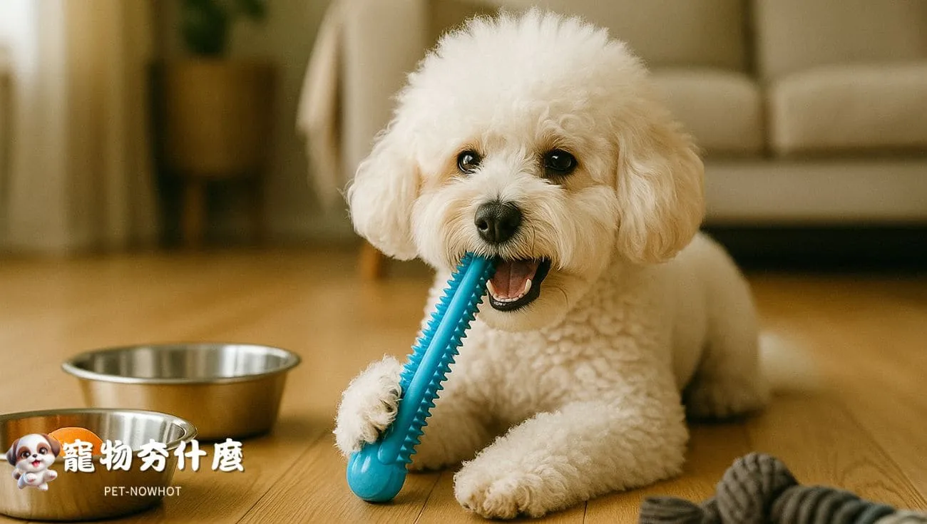 比熊犬咀嚼潔牙玩具畫面