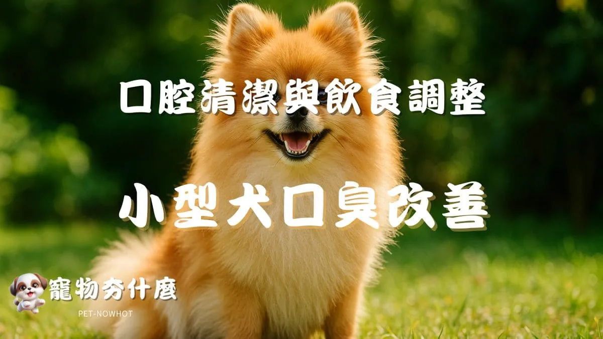 小型犬口臭改善全攻略