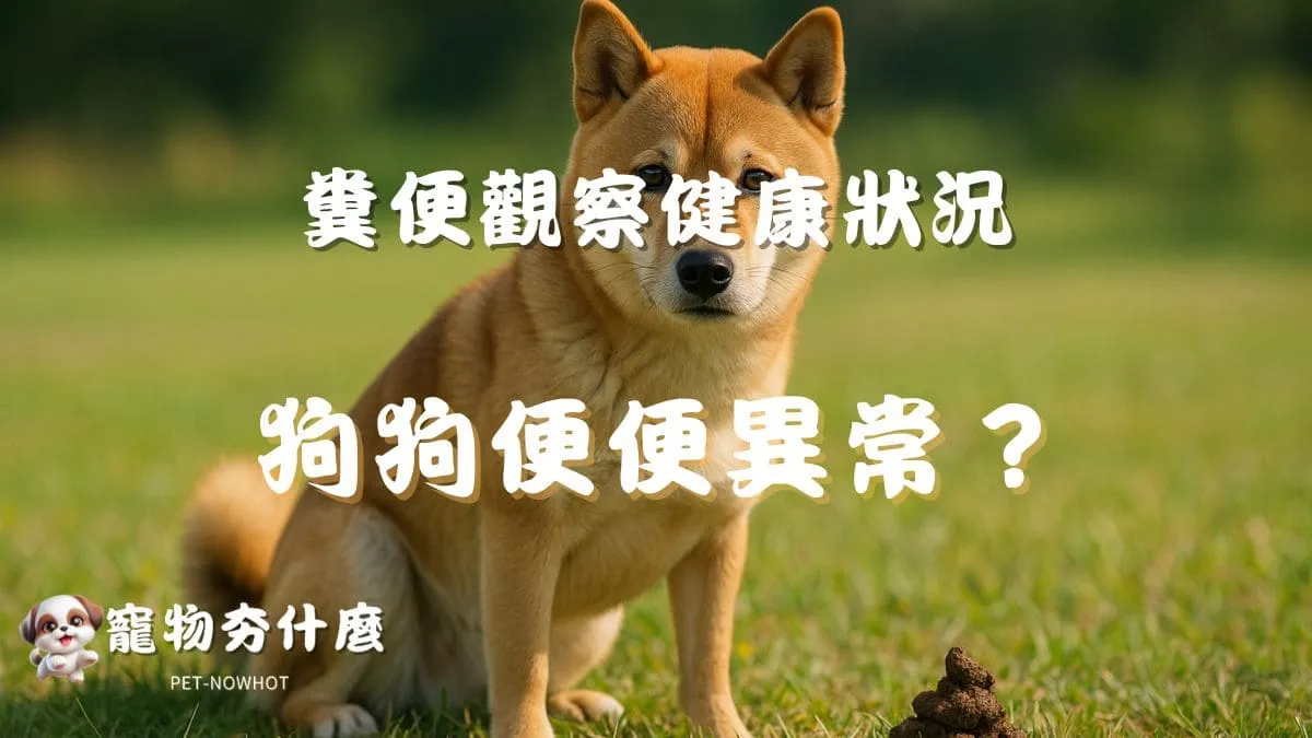狗狗便便異常？