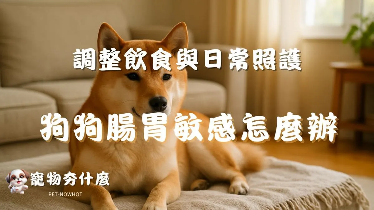 狗狗腸胃敏感怎麼辦？