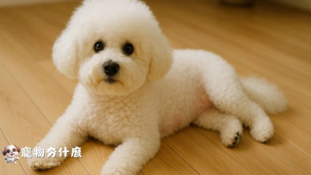 比熊犬皮膚紅疹情境照