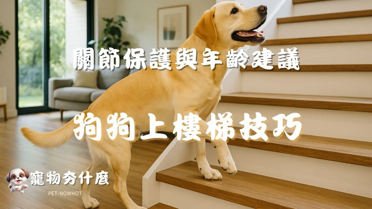 狗狗上樓梯技巧